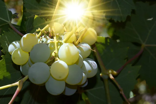 Bunch White Grapes Sun Leaves — Stock Photo, Image