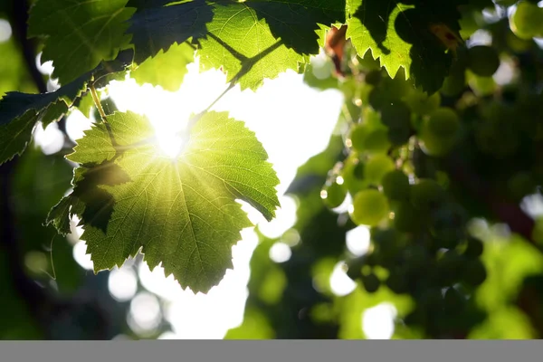 Grape Leaf Backlight — Stock Photo, Image