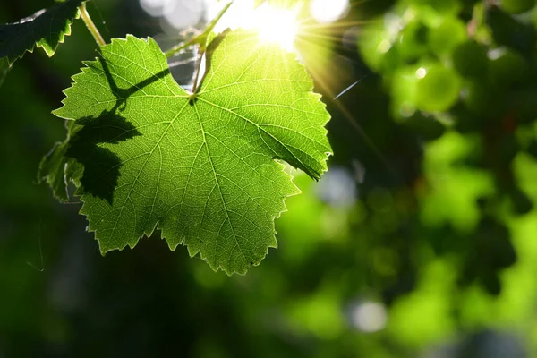 Hoja Uva Contraluz — Foto de Stock