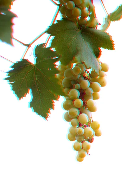 Ramo Uvas Blancas Aisladas Sobre Fondo Blanco Ramo Uvas Frescas —  Fotos de Stock