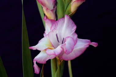 Siyah arka planda pembe gladiolus