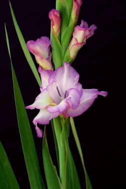 Siyah arka planda pembe gladiolus