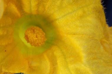 Sarı kabak çiçeğine yaklaş.