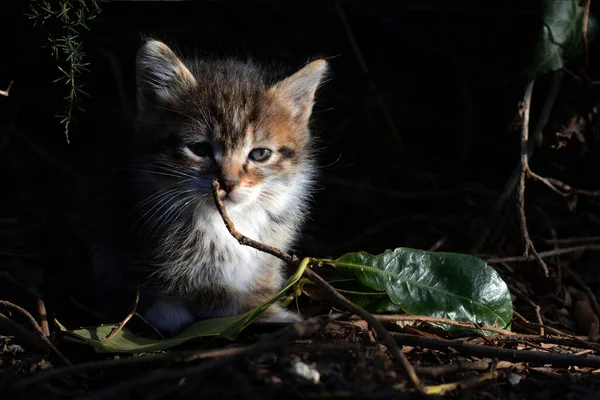 小胖胖的小猫 蓝眼睛的小胖胖的小猫好奇地看着 可爱的小宠物 可爱的小动物 — 图库照片