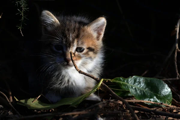 Pequeño Gatito Tabby Pequeño Gatito Tabby Con Ojos Azules Mirando — Foto de Stock