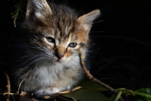 Küçük Tekir Kedicik Mavi Gözlü Küçük Tekir Kedicik Meraklı Görünüyor — Stok fotoğraf