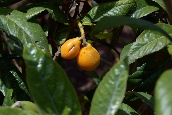Medlar Japan Japanese Medlar Shrub Ripe Fruit — Stock Photo, Image