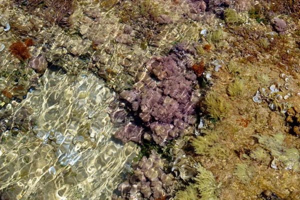 Akdeniz Den Yumuşak Mercan Kayalıkları — Stok fotoğraf