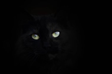 kedi gözleri siyah arka plan üzerine