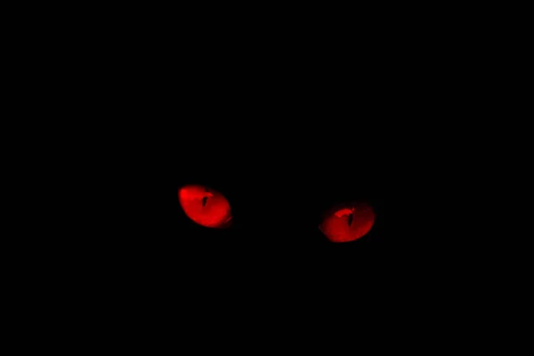 Olhos Vermelhos Gato Fundo Preto Efeito Olho Vermelho — Fotografia de Stock