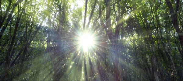 Bosque Roble Iluminado Por Los Rayos Del Sol Través Niebla — Foto de Stock