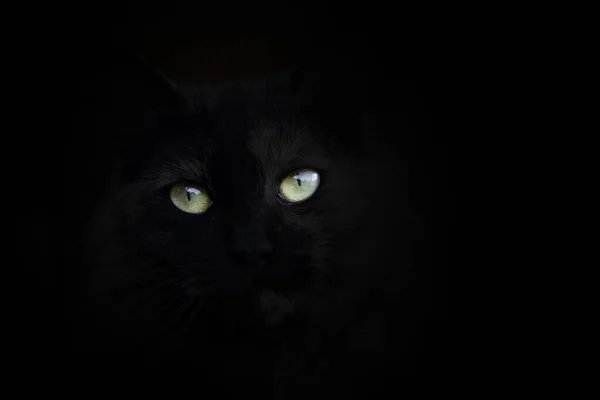 Kat Ogen Zwarte Achtergrond — Stockfoto