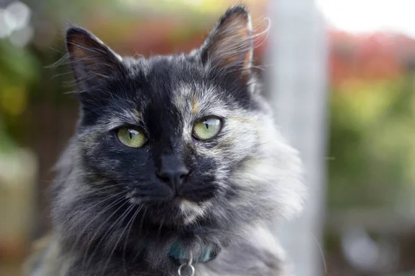 Long Hair Domestic Cat Tortoiseshell Color Long Hair Domestic Cat — 스톡 사진