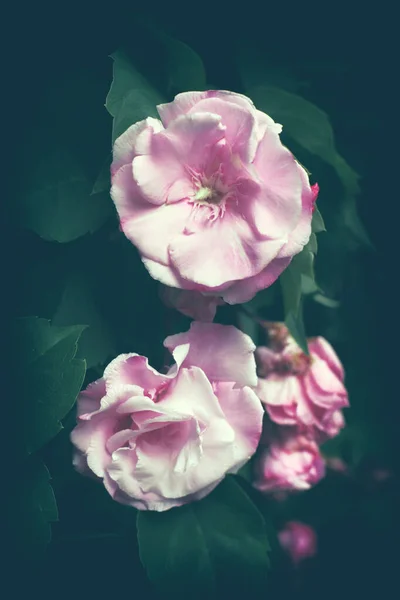 Floribunda Oleander Blommor Vykort Eller Omslag Rosa Oleander Blommor Och — Stockfoto