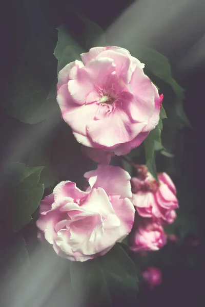 Floribunda Oleander Blommor Vykort Eller Omslag Rosa Oleander Blommor Och — Stockfoto