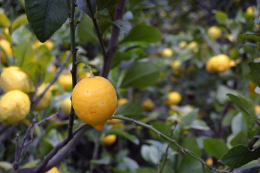 Ağaç dalında asılı limonlar