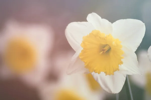 Narciso Flor Con Cinco Pétalos Blancos Una Campana Centro —  Fotos de Stock