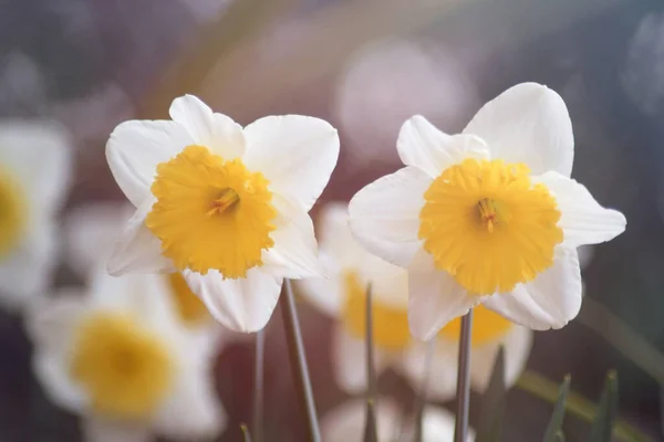 Narcyz Kwiat Pięcioma Białymi Płatkami Dzwonkiem Środku — Zdjęcie stockowe