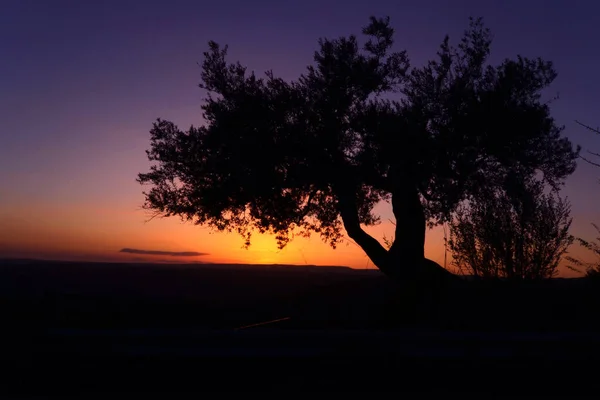 Silhueta Uma Oliveira Pôr Sol — Fotografia de Stock