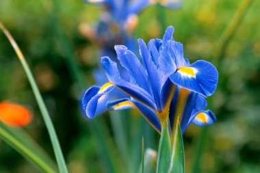 reticulated iris.Iris reticulata dark blue spring flower in a garden clipart
