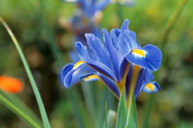 İris. İris reticulata. Bahçedeki koyu mavi bahar çiçeği.