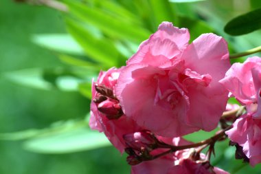 Pembe zakkum. Arka planda pembe zakkum..