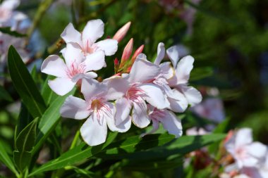 Çiçekli otlaklar, yeşil yapraklar.