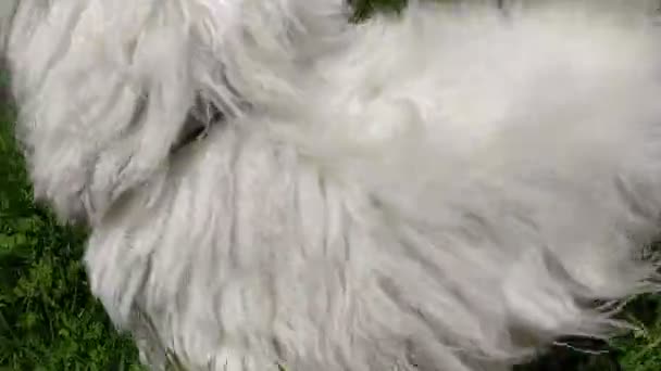 Beautiful west highland white terrier running in the meadow with green grass — Stock Video