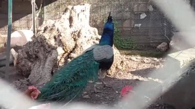 Tavus kuşu tavuk kümesinin içinde yürüyor. Devekuşu, flamingo, hindi ve çeşitli kuşlar..