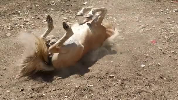 Paard in het zand. Paard schrobben in het stof. — Stockvideo