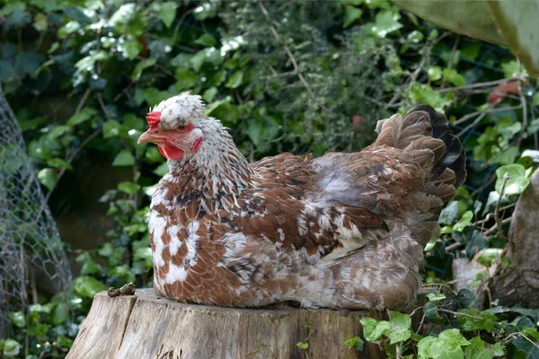 Henne Hockt Auf Einem Baumstumpf — Stockfoto