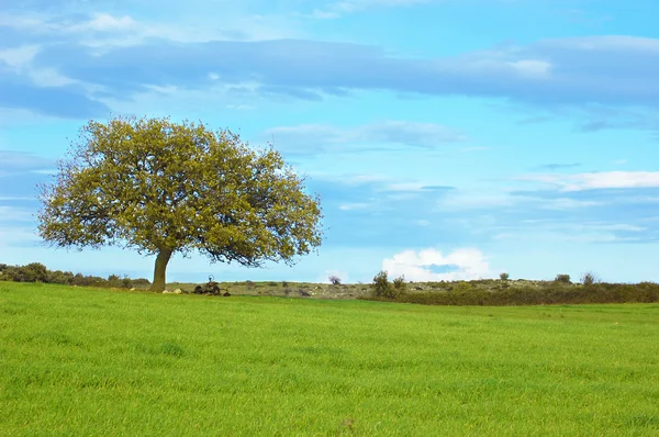 Tree in the meadow — Stock Photo, Image