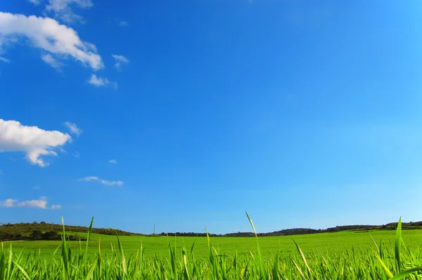 Backen med grönt gräs och blå himmel — Stockfoto