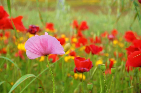 多样性-粉红罂粟 — 图库照片