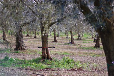Zeytin dikimi