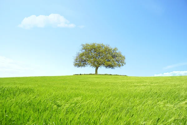 Beautiful hill wheat with tree and clouds in the sky — Stock Photo, Image