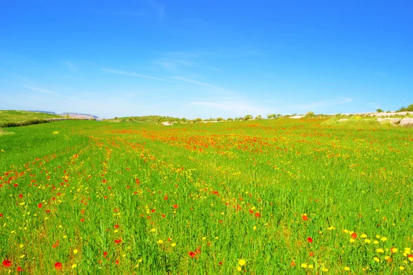 Campo de amapolas —  Fotos de Stock