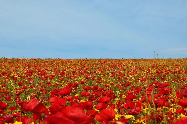 Prado con amapolas — Foto de Stock