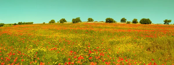 Panorama med blommig äng — Stockfoto