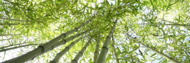 Bambu ormanı