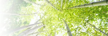 Bambu ormanı