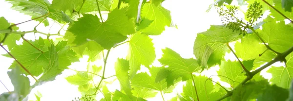 Twig of vine on a white background — Stock fotografie