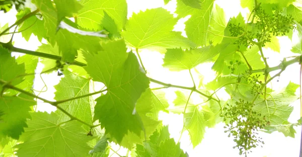 Twig of vine on a white background — Stock fotografie