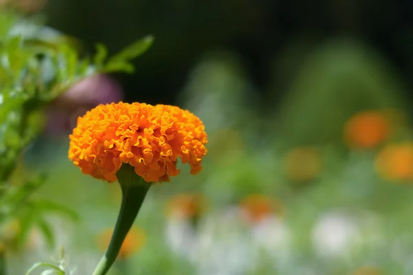 Tagetes erecta, nejlika turkiska — Stockfoto