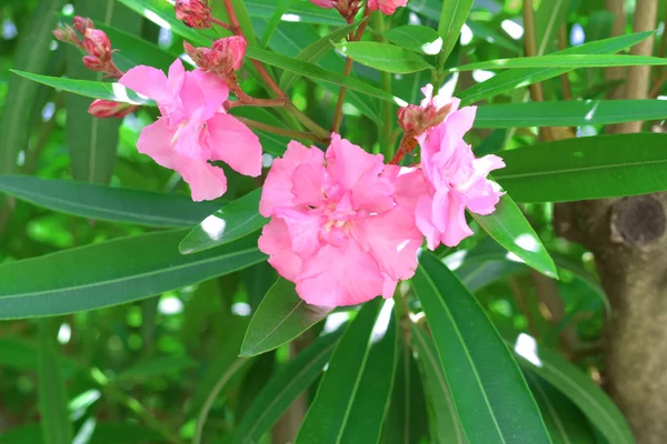 Цветок розового олеандра — стоковое фото