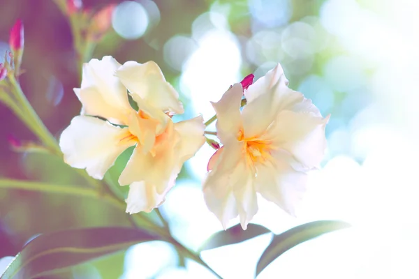 Oleander blommor med solljus — Stockfoto