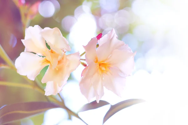 Oleander blommor med solljus — Stockfoto