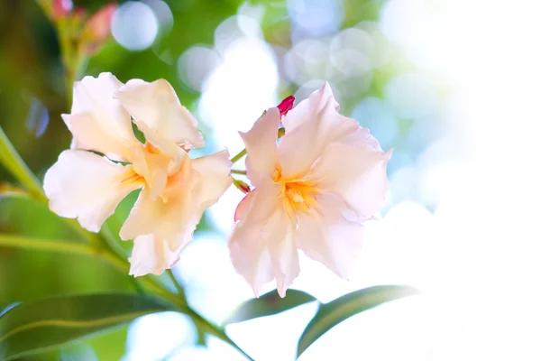 Цветы олеандра с солнечным светом — стоковое фото