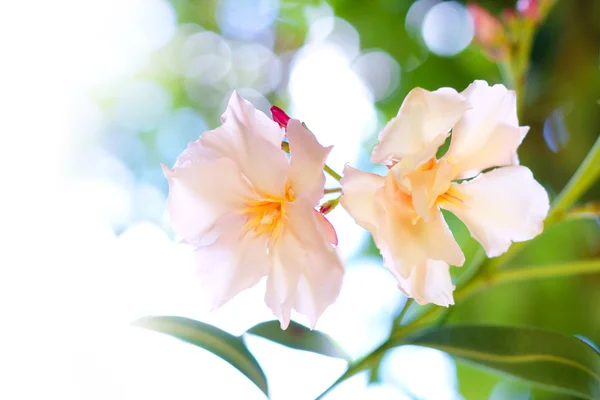 Цветы олеандра с солнечным светом — стоковое фото
