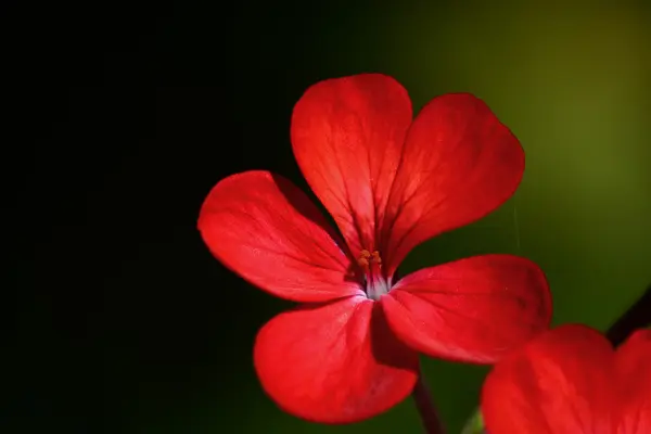 Macro de uma flor de gerânio vermelho Imagem De Stock